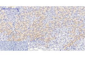 Immunohistochemistry of paraffin-embedded Mouse kidney tissue using Phospho-IkB alpha (Ser32/S36) Polyclonal Antibody at dilution of 1:200 (NFKBIA Antikörper  (pSer32, pSer36))