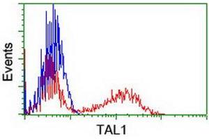 Image no. 2 for anti-T-Cell Acute Lymphocytic Leukemia 1 (TAL1) antibody (ABIN1501292) (TAL1 Antikörper)