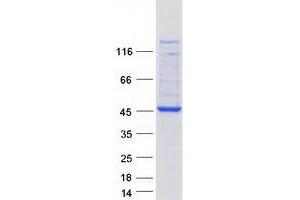 Western Blotting (WB) image for F-Box Protein 2 (FBXO2) protein (Myc-DYKDDDDK Tag) (ABIN2720937)
