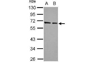 WB Image Sample (30 ug of whole cell lysate) A: A549 B: HeLa 10% SDS PAGE antibody diluted at 1:5000