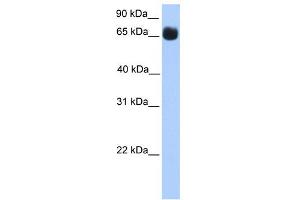WB Suggested Anti-ZNF433 Antibody Titration:  0. (ZNF433 Antikörper  (N-Term))