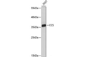 Western blot analysis of extracts of 293T cells using CCS Polyclonal Antibody at dilution of 1:1000. (Superoxide dismutase copper chaperone Antikörper)
