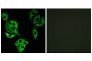 Immunofluorescence (IF) image for anti-AarF Domain Containing Kinase 4 (ADCK4) (N-Term) antibody (ABIN1849898) (ADCK4 Antikörper  (N-Term))