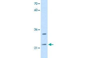 Western Blot analysis of HepG2 cell lysate with C21orf33 polyclonal antibody  at 2. (C21orf33 Antikörper  (N-Term))