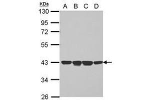Image no. 1 for anti-Neutrophil Cytosolic Factor 4, 40kDa (NCF4) (AA 1-298) antibody (ABIN1499650) (NCF4 Antikörper  (AA 1-298))