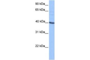 Western Blotting (WB) image for anti-Protein AF-9 (MLLT3) antibody (ABIN2461725) (AF9 Antikörper)