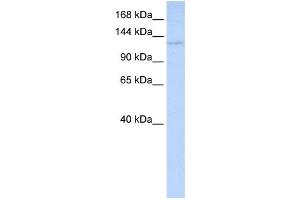 Western Blotting (WB) image for anti-WD Repeat Domain 3 (WDR3) antibody (ABIN2460094)