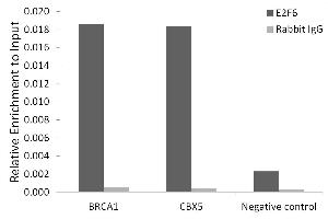 Chromatin immunoprecipitation analysis of extracts of 293T cells, using E2F6 antibody (ABIN7266876) and rabbit IgG. (E2F6 Antikörper)