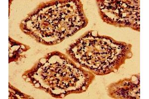 Immunohistochemistry of paraffin-embedded human small intestine tissue using ABIN7159213 at dilution of 1:100 (MC4R Antikörper  (AA 1-43))