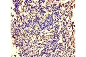 Immunohistochemistry of paraffin-embedded human tonsil tissue using ABIN7169007 at dilution of 1:100