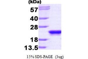 SDS-PAGE (SDS) image for Phosphatidylethanolamine Binding Protein 1 (PEBP1) (AA 1-187) protein (ABIN666660)
