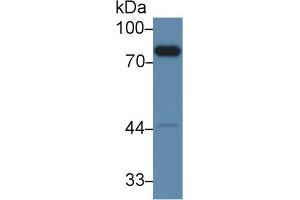 Western Blot; Sample: Mouse Liver lysate; Primary Ab: 2µg/ml Rabbit Anti-Mouse F2 Antibody Second Ab: 0. (Prothrombin Antikörper  (AA 325-618))