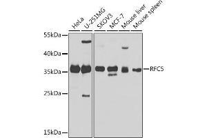 Western blot analysis of extracts of various cell lines, using RFC5 antibody (ABIN6132221, ABIN6146883, ABIN6146884 and ABIN6224077) at 1:1000 dilution. (RFC5 Antikörper  (AA 181-340))