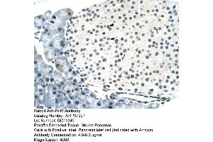 Mouse intestine (RNF6 Antikörper  (N-Term))