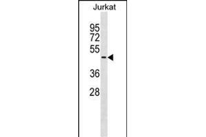 SERPINB8 Antibody (C-term) (ABIN1881791 and ABIN2838957) western blot analysis in Jurkat cell line lysates (35 μg/lane).