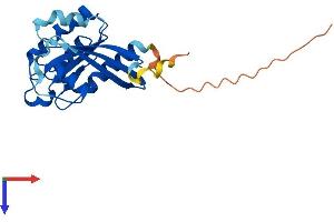 RAB43 Protein (AA 1-212) (His tag)