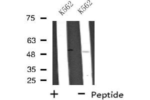 Western blot analysis of extracts from K562 cells, using UBFD1 antibody. (UBFD1 Antikörper  (Internal Region))