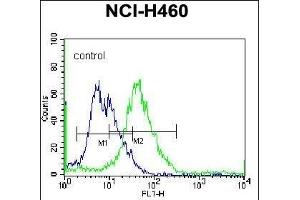 PELI3 Antibody (N-term) (ABIN657376 and ABIN2846422) flow cytometric analysis of NCI- cells (right histogram) compared to a negative control cell (left histogram). (Pellino 3 Antikörper  (N-Term))
