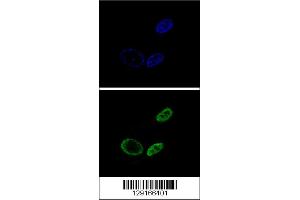 Confocal immunofluorescent analysis of NR0B2 Antibody with HepG2 cell followed by Alexa Fluor 488-conjugated goat anti-rabbit lgG (green). (NR0B2 Antikörper  (AA 56-83))
