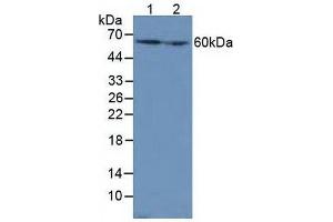 Western blot analysis of (1) Mouse Liver Tissue and (2) Mouse Kidney Tissue.