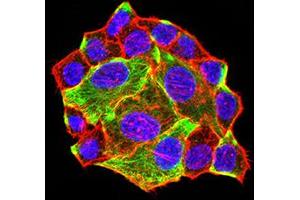 Immunofluorescence (IF) image for anti-ATG3 Autophagy Related 3 (ATG3) (AA 1-100) antibody (ABIN5611290)
