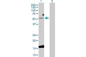 Western Blot analysis of WNT3 expression in transfected 293T cell line by WNT3 MaxPab polyclonal antibody. (WNT3 Antikörper  (AA 1-355))