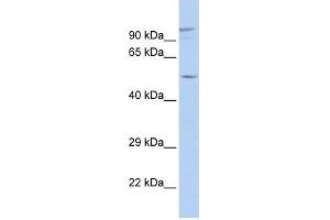 GJA3 antibody used at 1 ug/ml to detect target protein. (GJA3 Antikörper  (N-Term))