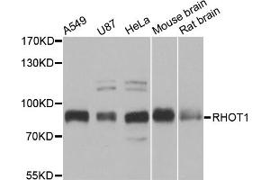 Western blot analysis of extracts of various cell lines, using RHOT1 antibody (ABIN5973450) at 1/1000 dilution. (RHOT1 Antikörper)