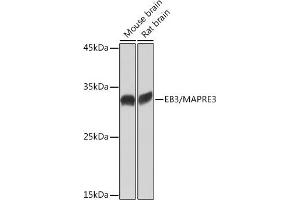 Western blot analysis of extracts of various cell lines, using EB3/M Rabbit mAb (ABIN7268535) at 1:1000 dilution. (MAPRE3 Antikörper)