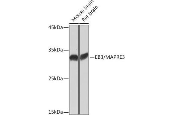 MAPRE3 Antikörper