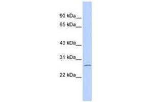 Image no. 1 for anti-Zinc Finger Protein 575 (ZNF575) (AA 72-121) antibody (ABIN6740385) (ZNF575 Antikörper  (AA 72-121))