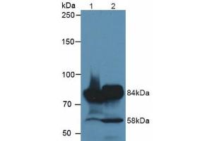 Figure. (MEP1A Antikörper  (AA 213-506))