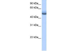 WB Suggested Anti-ZNF486 Antibody Titration:  0. (ZNF486 Antikörper  (Middle Region))