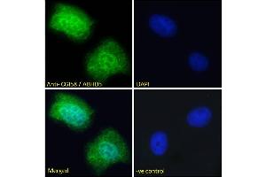 ABIN190850 Immunofluorescence analysis of paraformaldehyde fixed U2OS cells, permeabilized with 0. (ABHD5 Antikörper  (Internal Region))