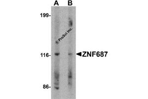 Western Blotting (WB) image for anti-Zinc Finger Protein 687 (ZNF687) (C-Term) antibody (ABIN1030830) (ZNF687 Antikörper  (C-Term))