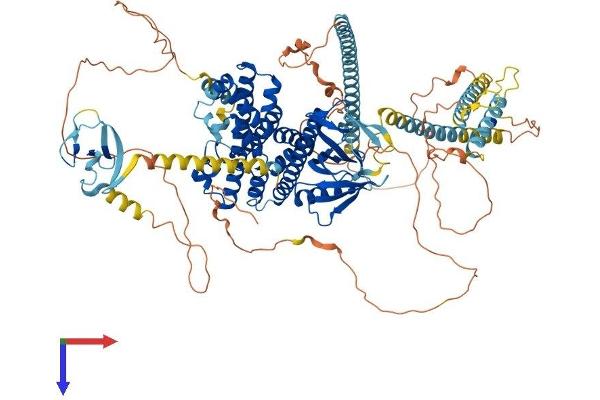ARHGEF2 Protein (AA 1-986) (His tag)