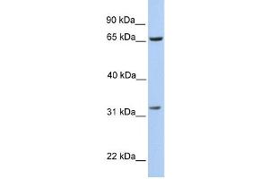 PBK antibody used at 1 ug/ml to detect target protein. (PBK Antikörper  (N-Term))
