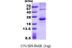 Figure annotation denotes ug of protein loaded and % gel used. (LITAF Protein)