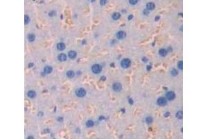 IHC-P analysis of Mouse Tissue, with DAB staining. (IFNAR1 Antikörper  (AA 104-341))