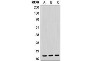 Western blot analysis of POLR2H expression in HeLa (A), mouse liver (B), rat liver (C) whole cell lysates.