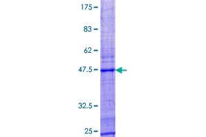 SDS-PAGE (SDS) image for Interleukin 21 (IL21) (AA 1-162) protein (GST tag) (ABIN1797611)