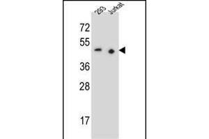 X9 Antibody (N-term) (ABIN655527 and ABIN2845040) western blot analysis in 293,Jurkat cell line lysates (35 μg/lane).