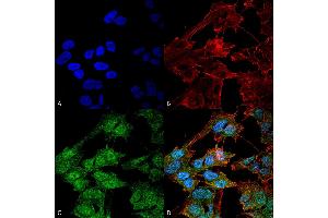 Immunocytochemistry/Immunofluorescence analysis using Rabbit Anti-ATG9B Polyclonal Antibody . (ATG9B Antikörper  (AA 110-121) (Biotin))