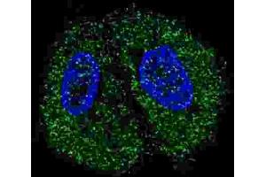 Immunofluorescence (IF) image for anti-Pyruvate Kinase (PK) antibody (ABIN2922768) (Pyruvate Kinase Antikörper)