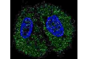 Immunofluorescence (IF) image for anti-Pyruvate Kinase (PK) antibody (ABIN2922768) (Pyruvate Kinase Antikörper)