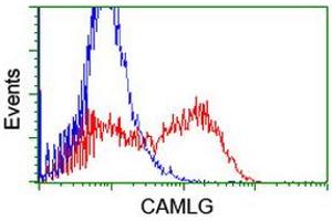 HEK293T cells transfected with either RC218292 overexpress plasmid (Red) or empty vector control plasmid (Blue) were immunostained by anti-CAMLG antibody (ABIN2455753), and then analyzed by flow cytometry.