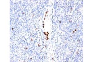 IHC staining of tonsil tissue with Granulocyte Marker antibody (BM-2). (Granulocyte Marker Antikörper)