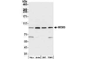 Western Blotting (WB) image for anti-Minichromosome Maintenance Complex Component 3 (MCM3) (AA 500-550) antibody (ABIN7453566)