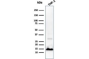 Western Blot Analysis of THP-1 cell lysate using Cystatin A Mouse Monoclonal Antibody (CPTC-CSTA-1). (CSTA Antikörper)