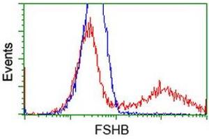 HEK293T cells transfected with either RC214616 overexpress plasmid (Red) or empty vector control plasmid (Blue) were immunostained by anti-FSHB antibody (ABIN2453049), and then analyzed by flow cytometry. (FSHB Antikörper)